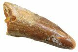 Juvenile Fossil Spinosaurus Tooth - Real Dinosaur Tooth #354836-1